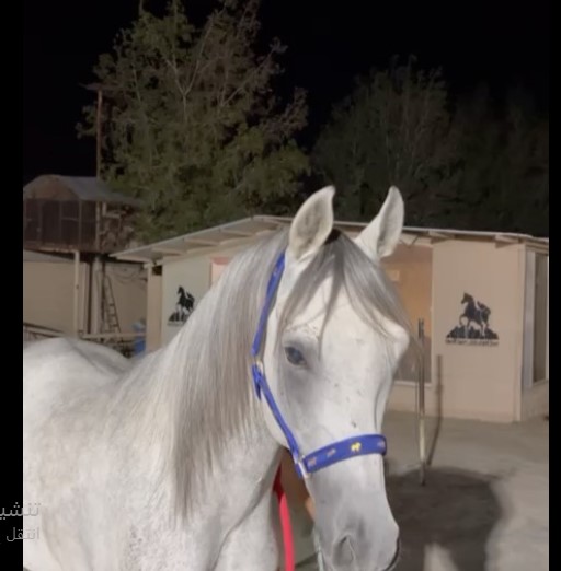 عبادي السكب – حصان مكس – الطايف،وادي ليّه