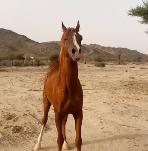 غواص – حصان واهو فاخر – بيشه