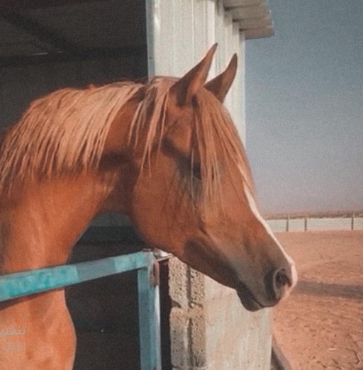 غواص – حصان واهو فاخر – بيشه