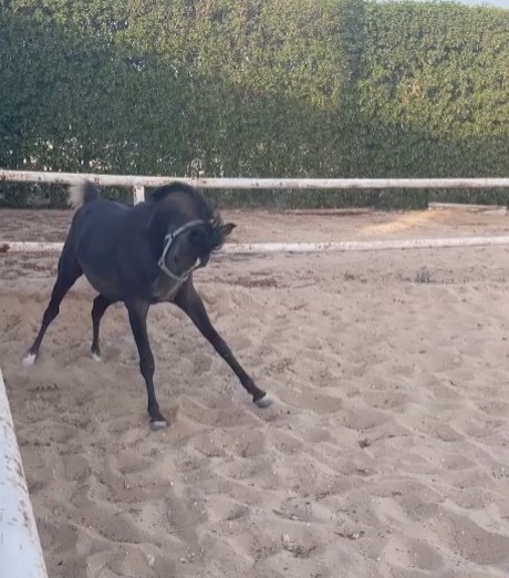 مهر مكس – قطعه وتراكيب وحضور وكارزيما – الشرقية