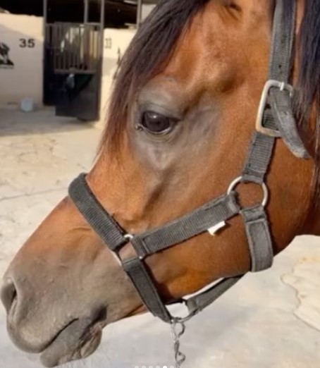 صايل الثاني – حصان واهو – الطائف