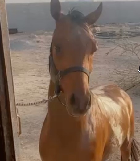 مزاحم الهواجر – فحل بطولات – ابها