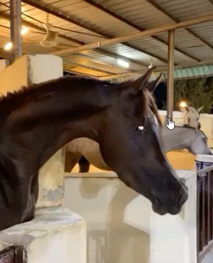 نيران الحسين – حصان مكس – جدة