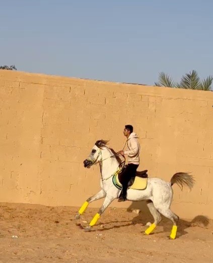 مترف الحضارة – حصان واهو – الرياض الجنادريه