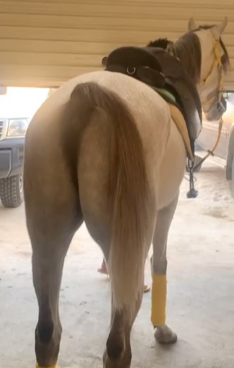 مترف الحضارة – حصان واهو – الرياض الجنادريه