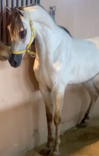 مترف الحضارة – حصان واهو – الرياض الجنادريه