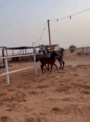 فرس مع مهر للبيع