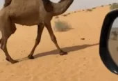 4 نياق صفر طيبة