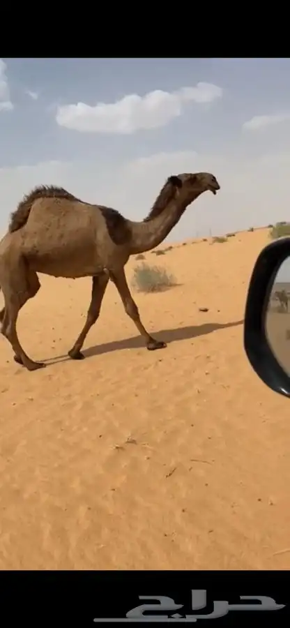 4 نياق صفر طيبة