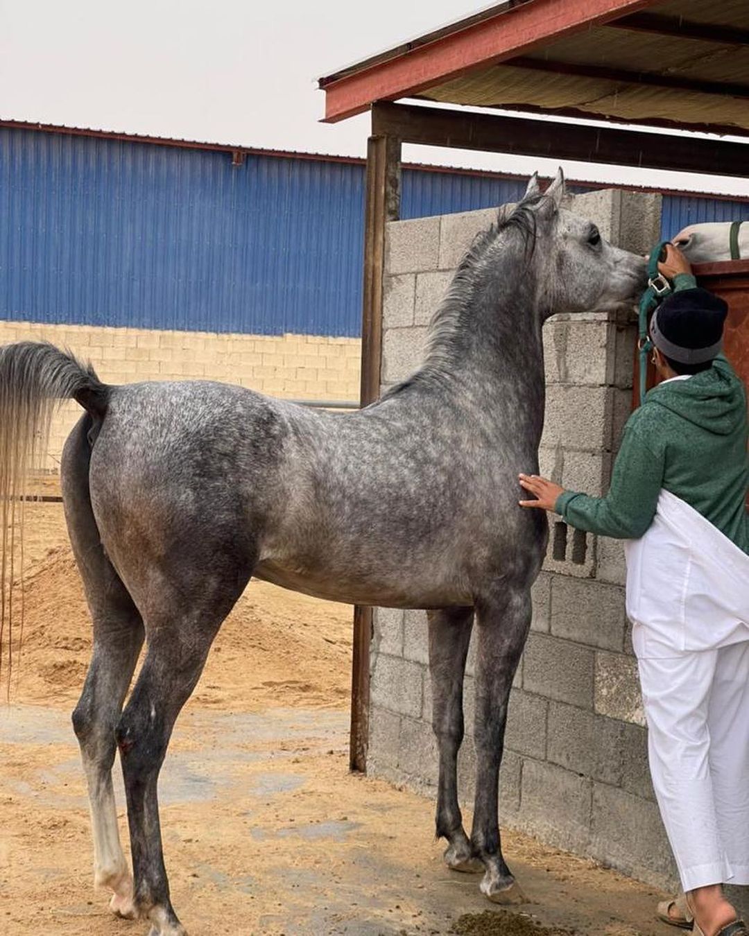 نجران – حصان مكس – فحل من الدمام صلاصل