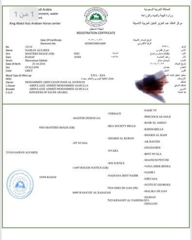 نجران – حصان مكس – فحل من الدمام صلاصل