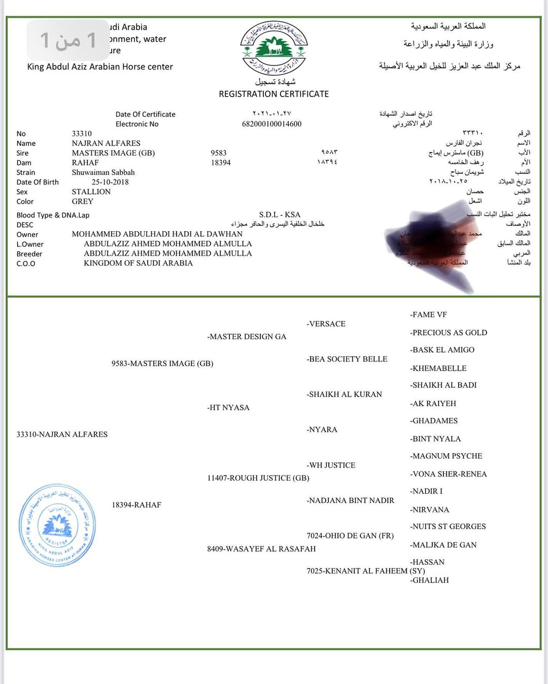 نجران – حصان مكس – فحل من الدمام صلاصل