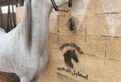 جميل الشيوخ – حصان مكس – القصيم عنيزة