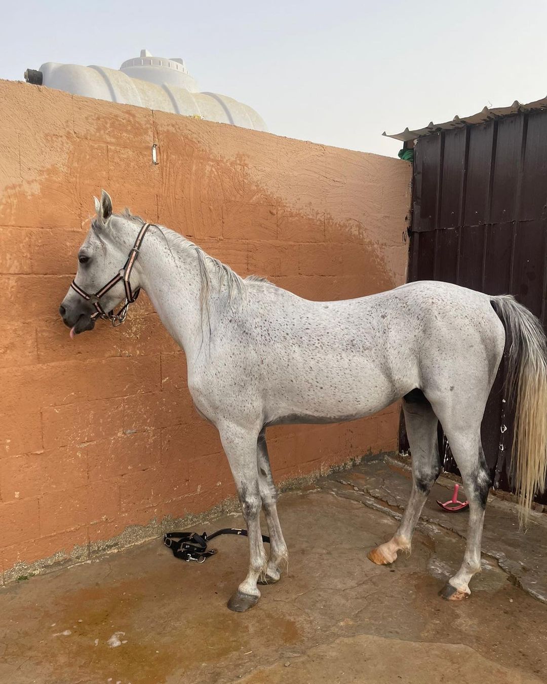 جميل الشيوخ – حصان مكس – القصيم عنيزة