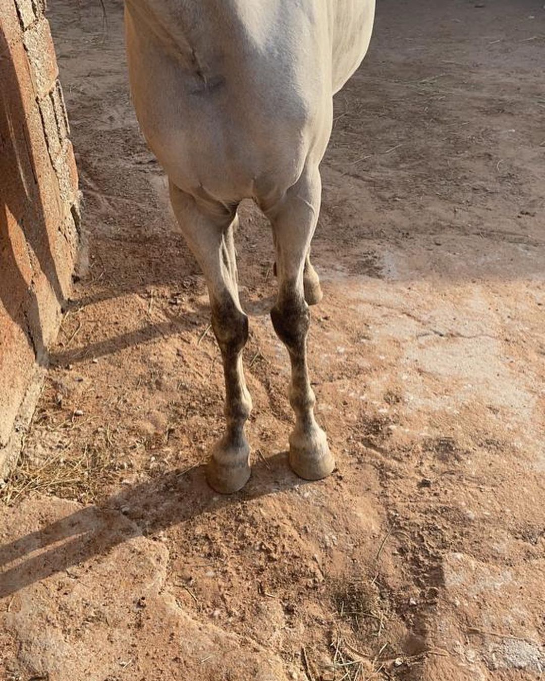 جميل الشيوخ – حصان مكس – القصيم عنيزة