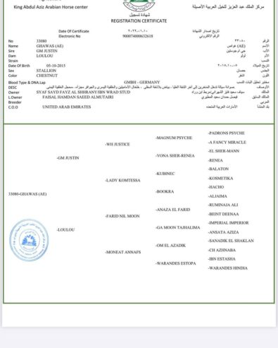 غواص – حصان واهو فاخر – بيشه