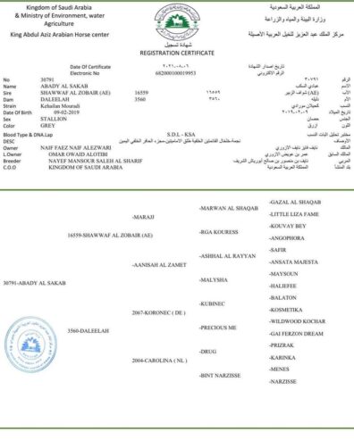 عبادي السكب – حصان مكس – الطايف،وادي ليّه