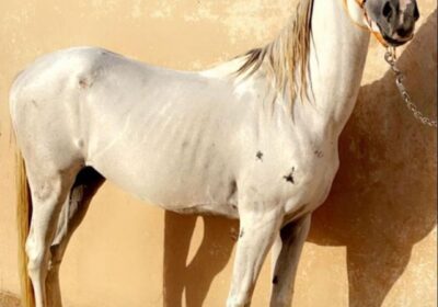 f_w_r_horses_287049225_346806880920707_4161136388805357362_n