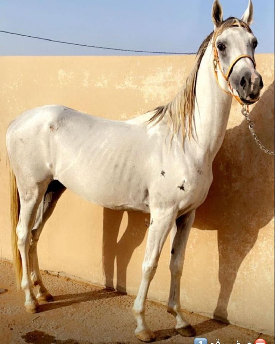 صدام التاسع – حصان مكس – القصيم