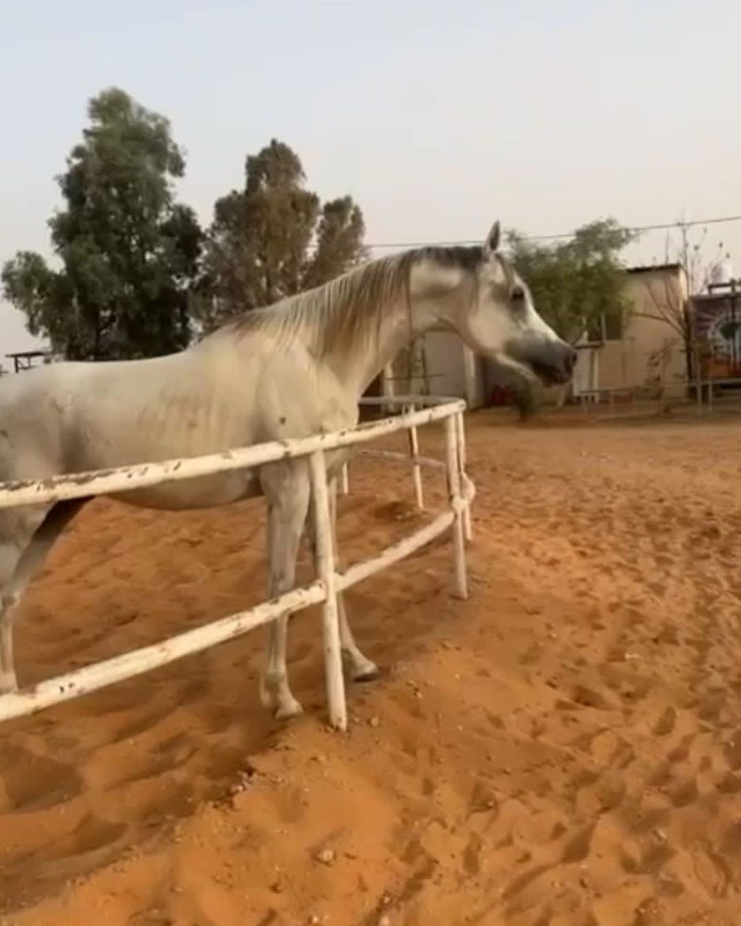 صدام التاسع – حصان مكس – القصيم