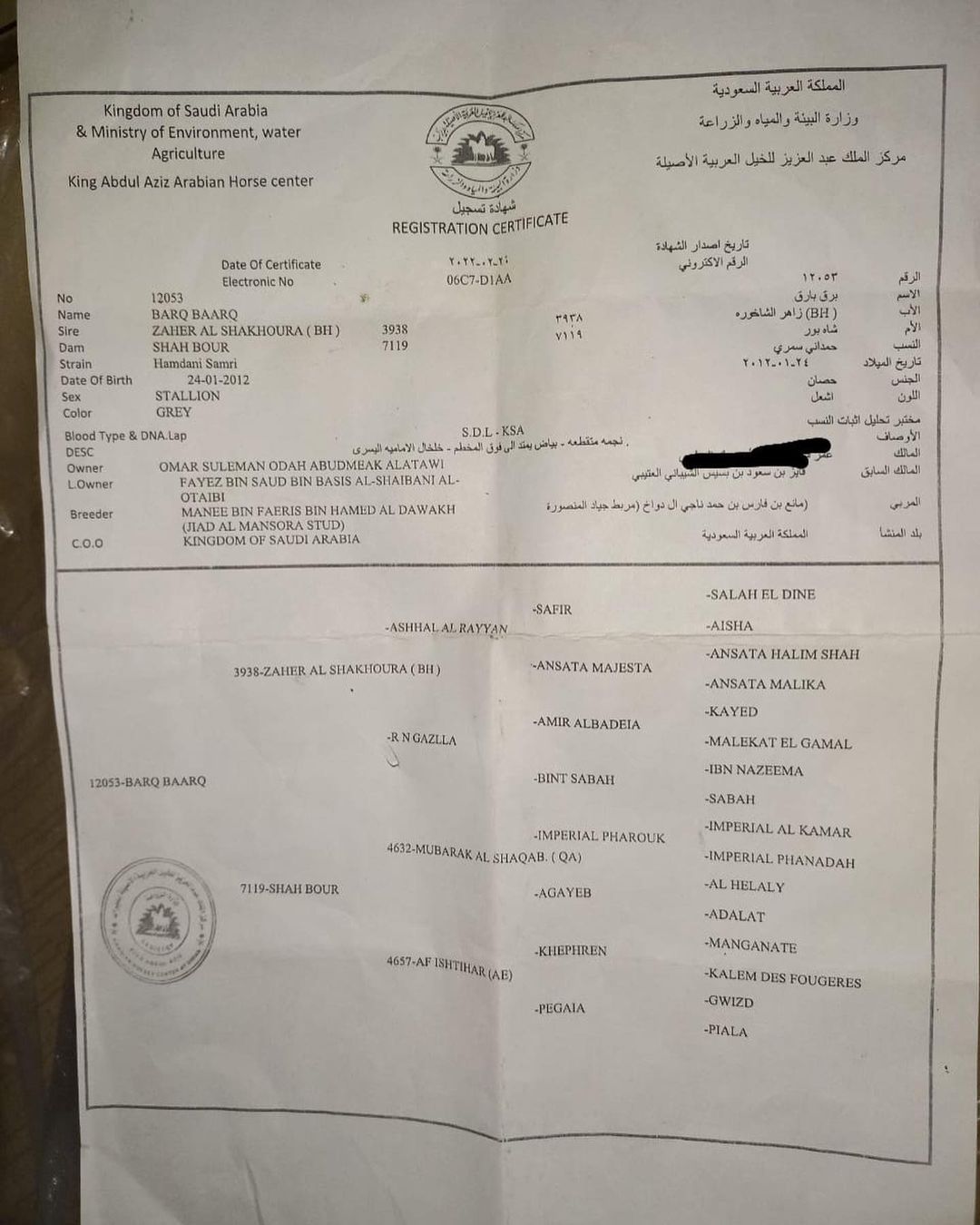 بارق بارق – حصان مكس – فحل- تبوك