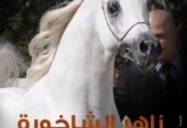 بارق بارق – حصان مكس – فحل- تبوك