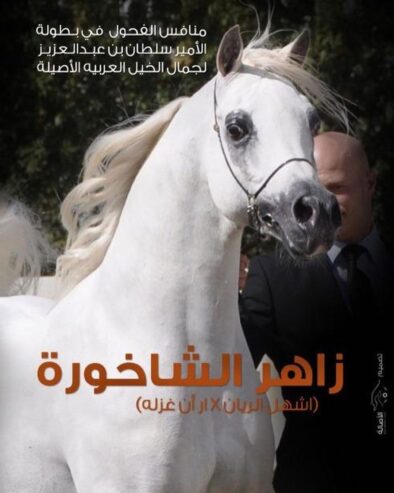 بارق بارق – حصان مكس – فحل- تبوك