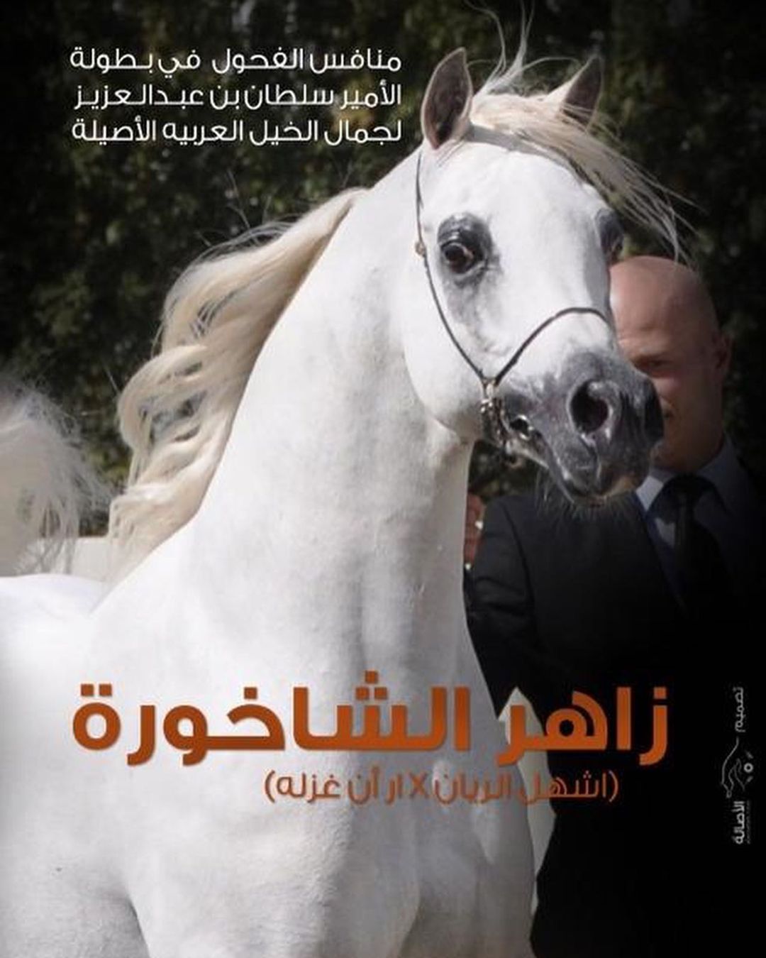 بارق بارق – حصان مكس – فحل- تبوك