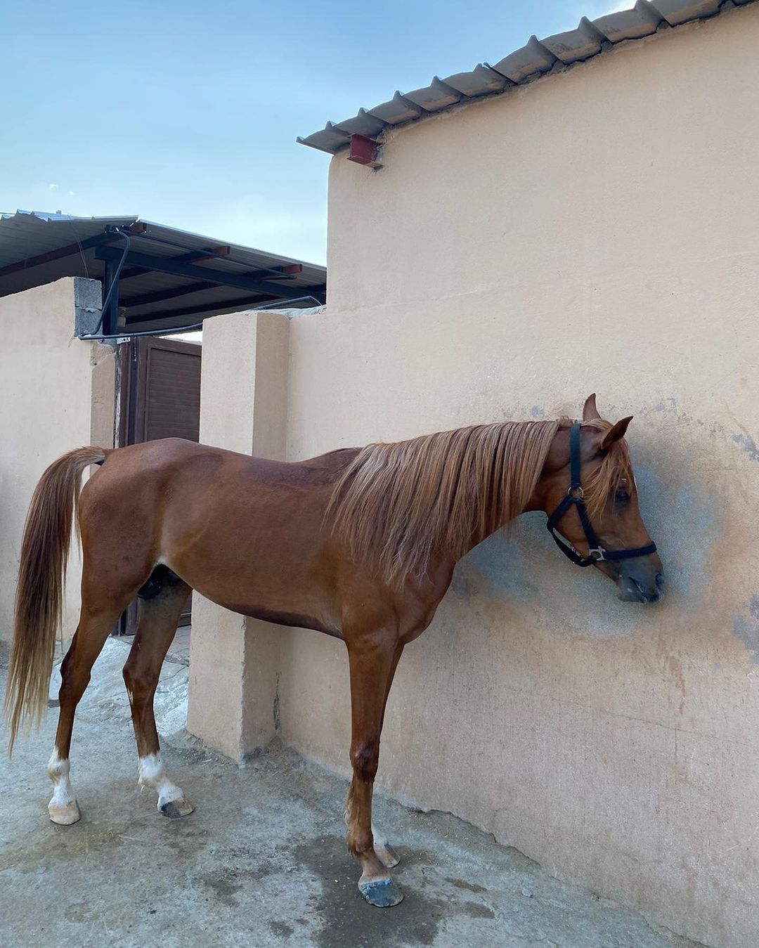 فاروق كحيله – حصان واهو – حصان حمداني سمري – عسير