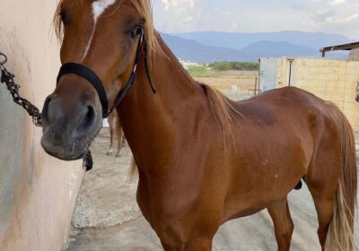 f_w_r_horses_289100817_138942168791640_8464165167561653367_n