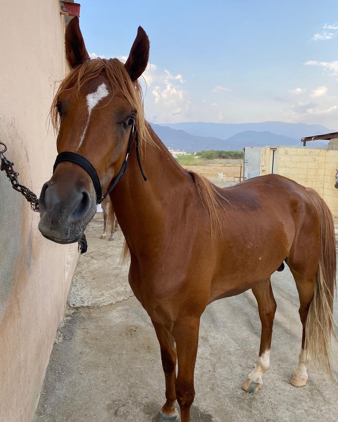 فاروق كحيله – حصان واهو – حصان حمداني سمري – عسير