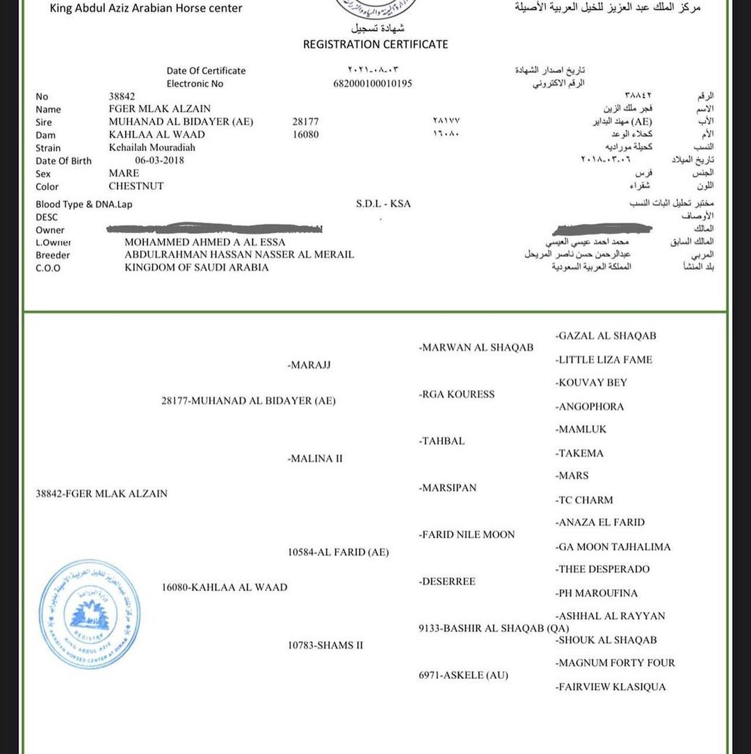 فجر ملك الزين – فرس فاخرة – جدة