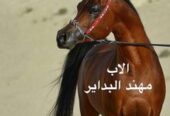 فجر ملك الزين – فرس فاخرة – جدة