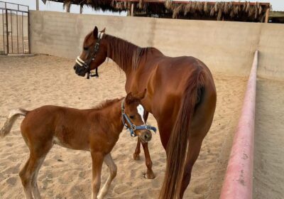 f_w_r_horses_290031836_571050474581342_6495849838159633402_n