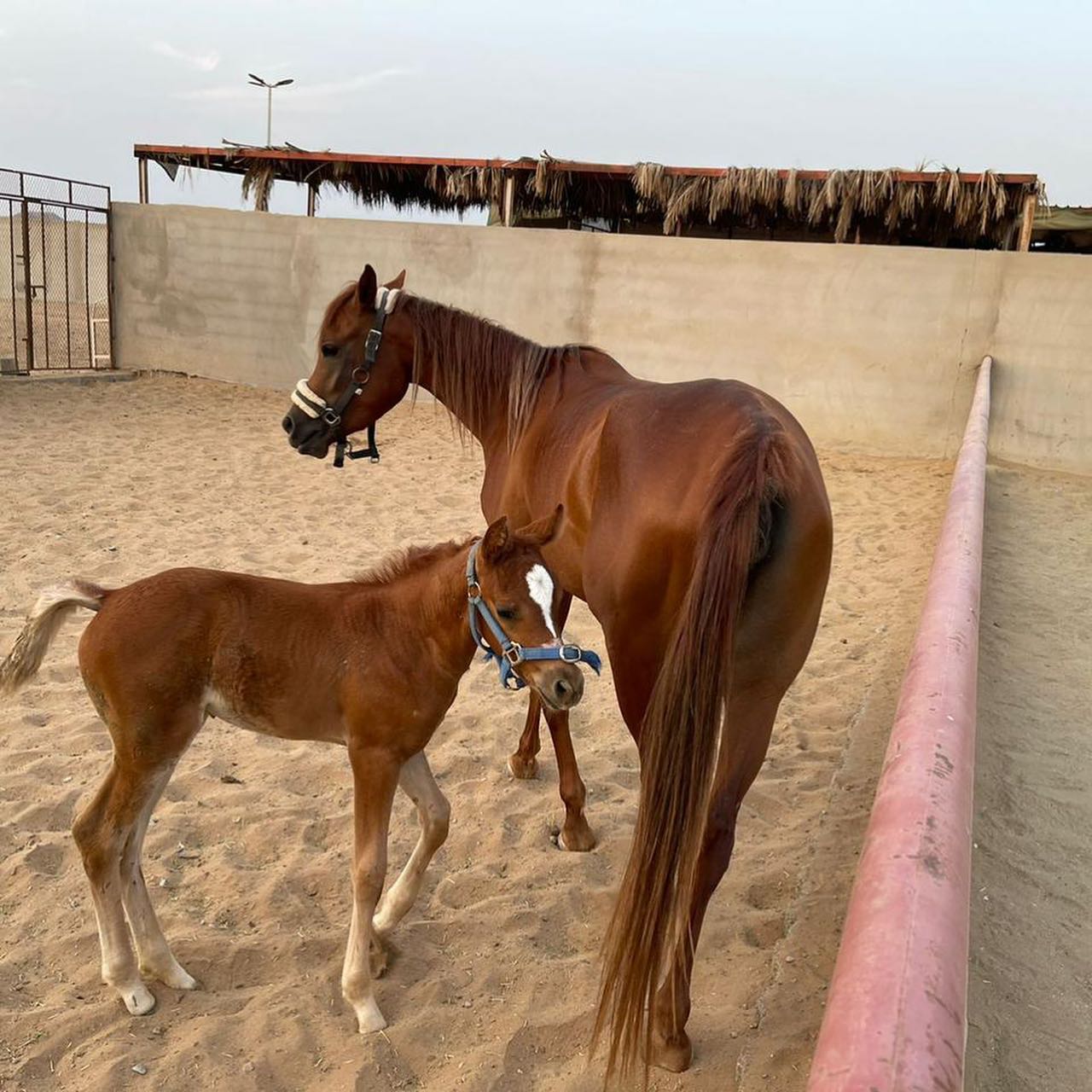 فجر ملك الزين – فرس فاخرة – جدة