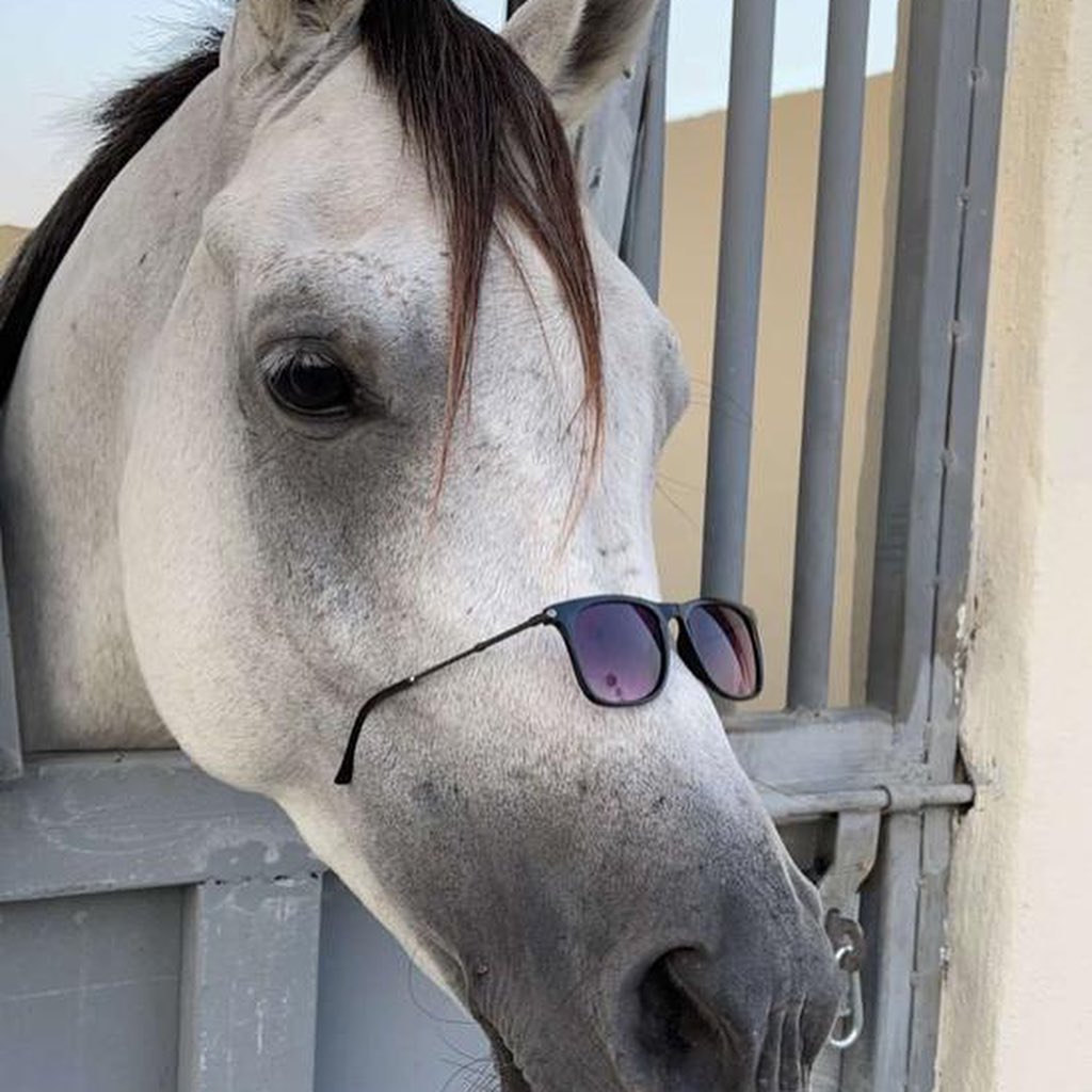 الحصان الواهو الفاخر سلطان – فحل – مكة