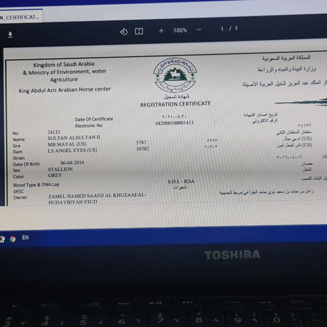 الحصان الواهو الفاخر سلطان – فحل – مكة