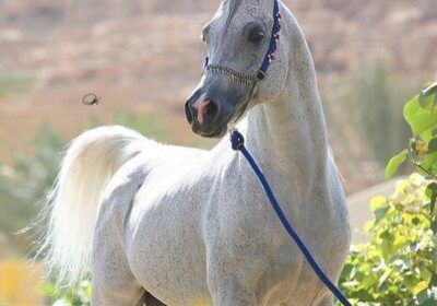 f_w_r_horses_291511920_1217175975766439_5504325706905819514_n