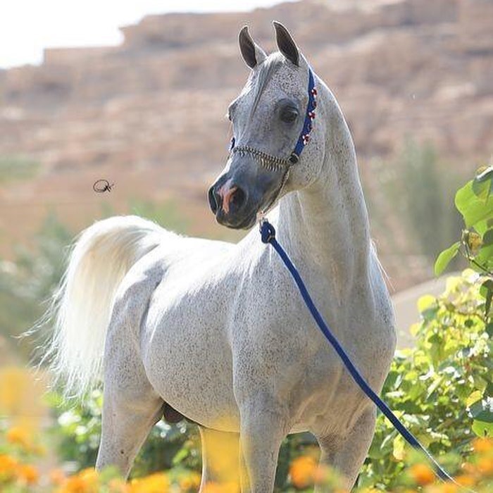 الحصان الواهو الفاخر سلطان – فحل – مكة