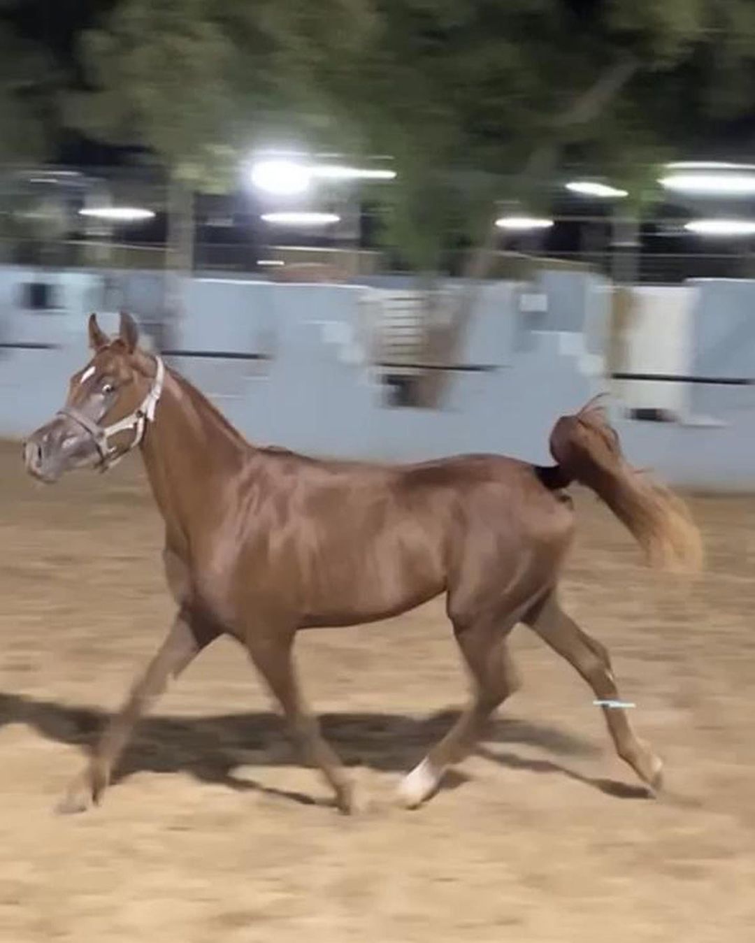 نيران الحسين – حصان مكس – جدة