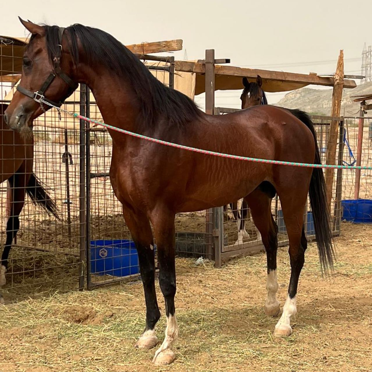 سلامة الرابع – حصان مكس – حصان دم نادر وعالمي – جده -بحره