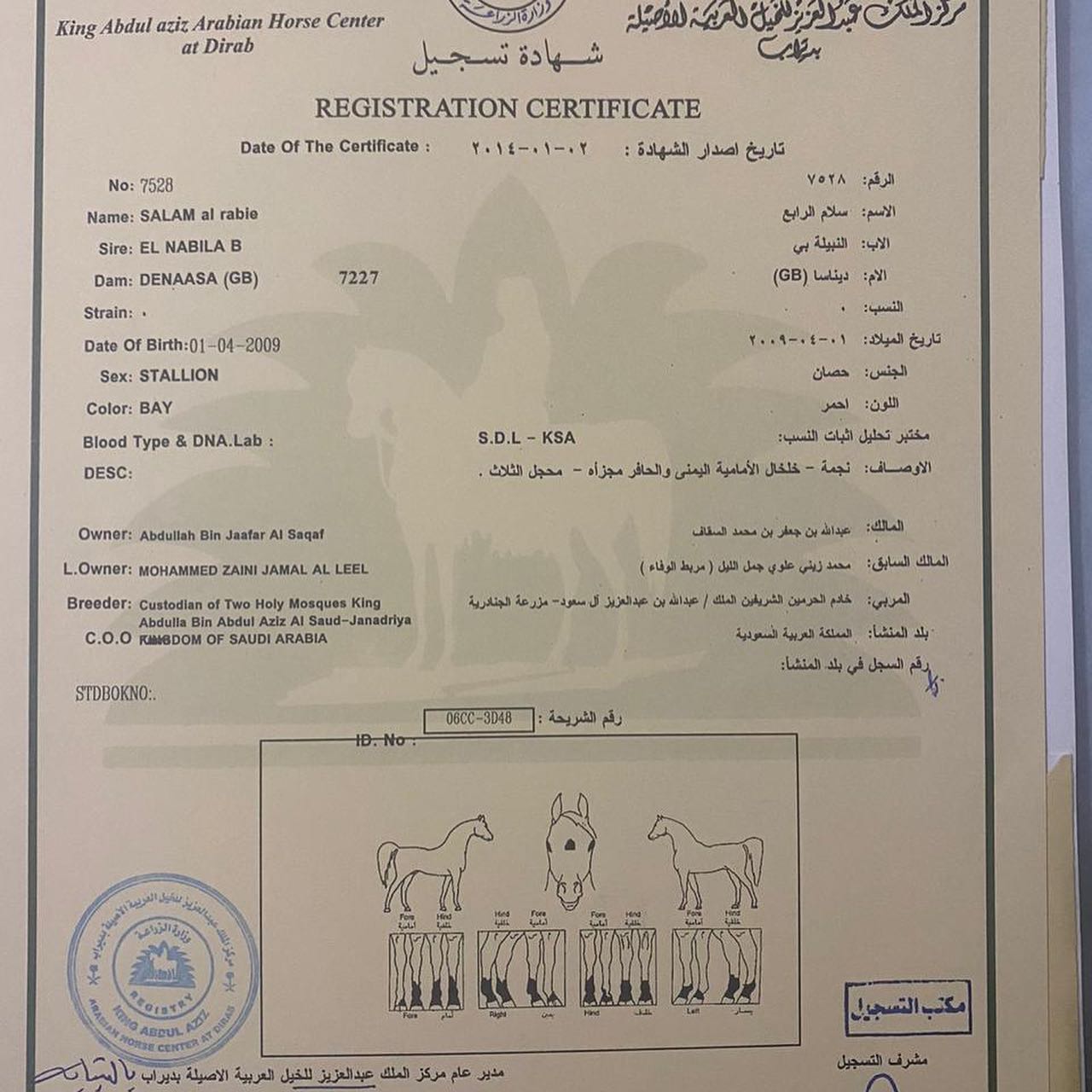 سلامة الرابع – حصان مكس – حصان دم نادر وعالمي – جده -بحره