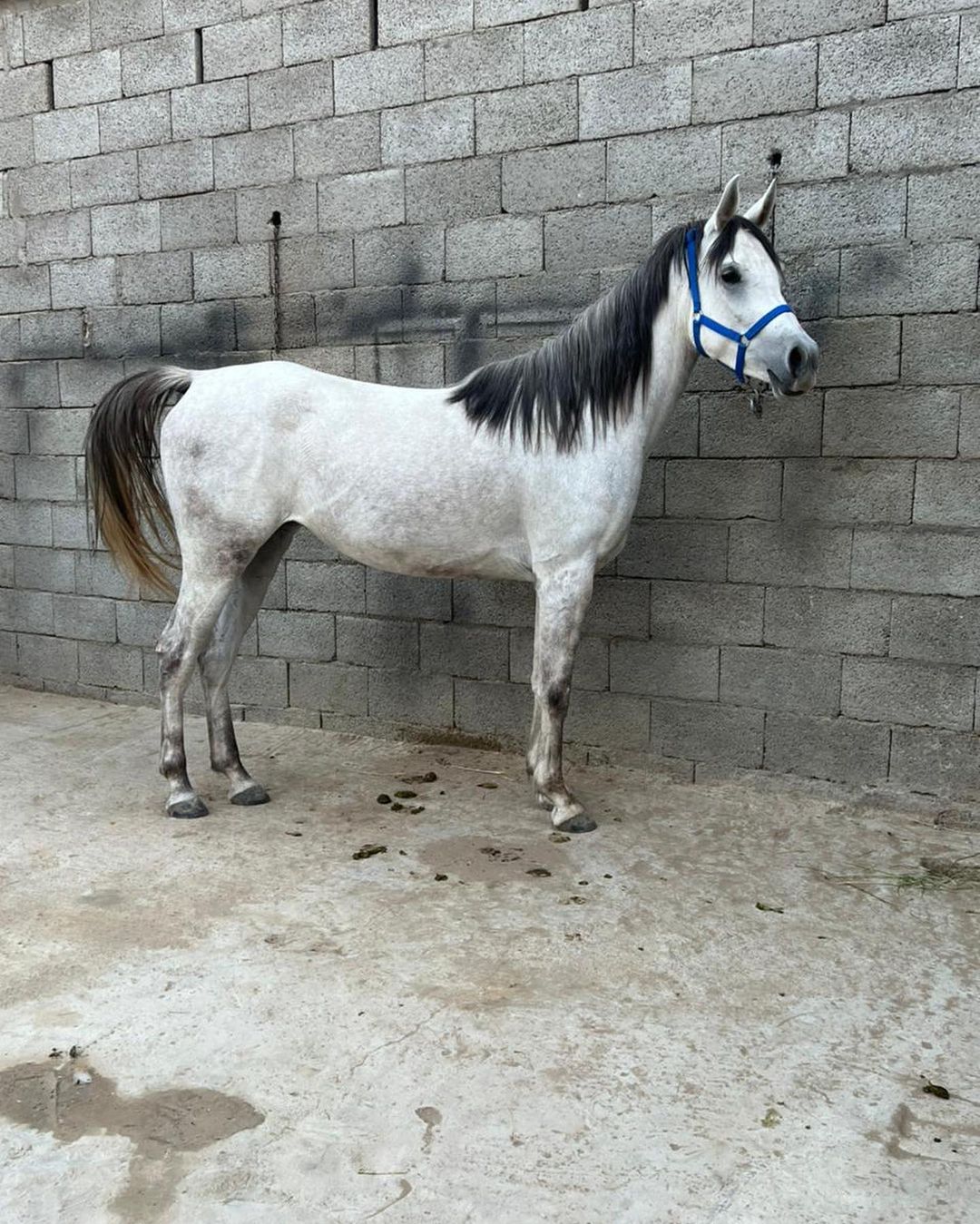 قمر زايد – فرس مصرية – بيشه