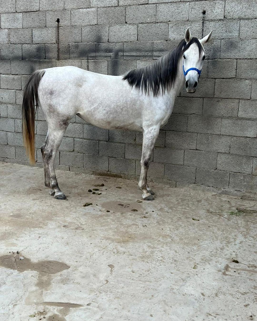 قمر زايد – فرس مصرية – بيشه