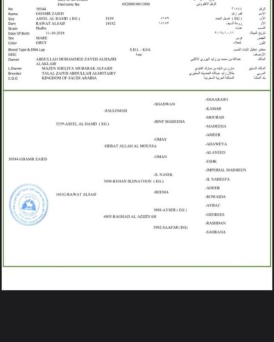 قمر زايد – فرس مصرية – بيشه