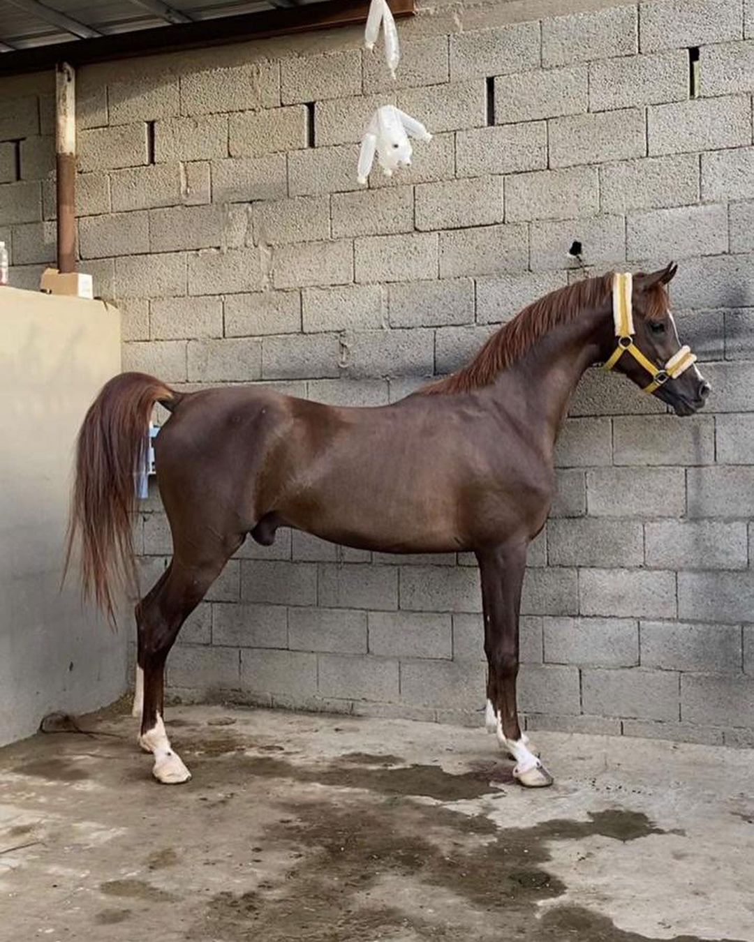 خطاب – حصان مكس جمال فحل مربط – بيشه