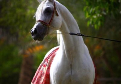 f_w_r_horses_297849105_5503501353039922_4616211526647232492_n
