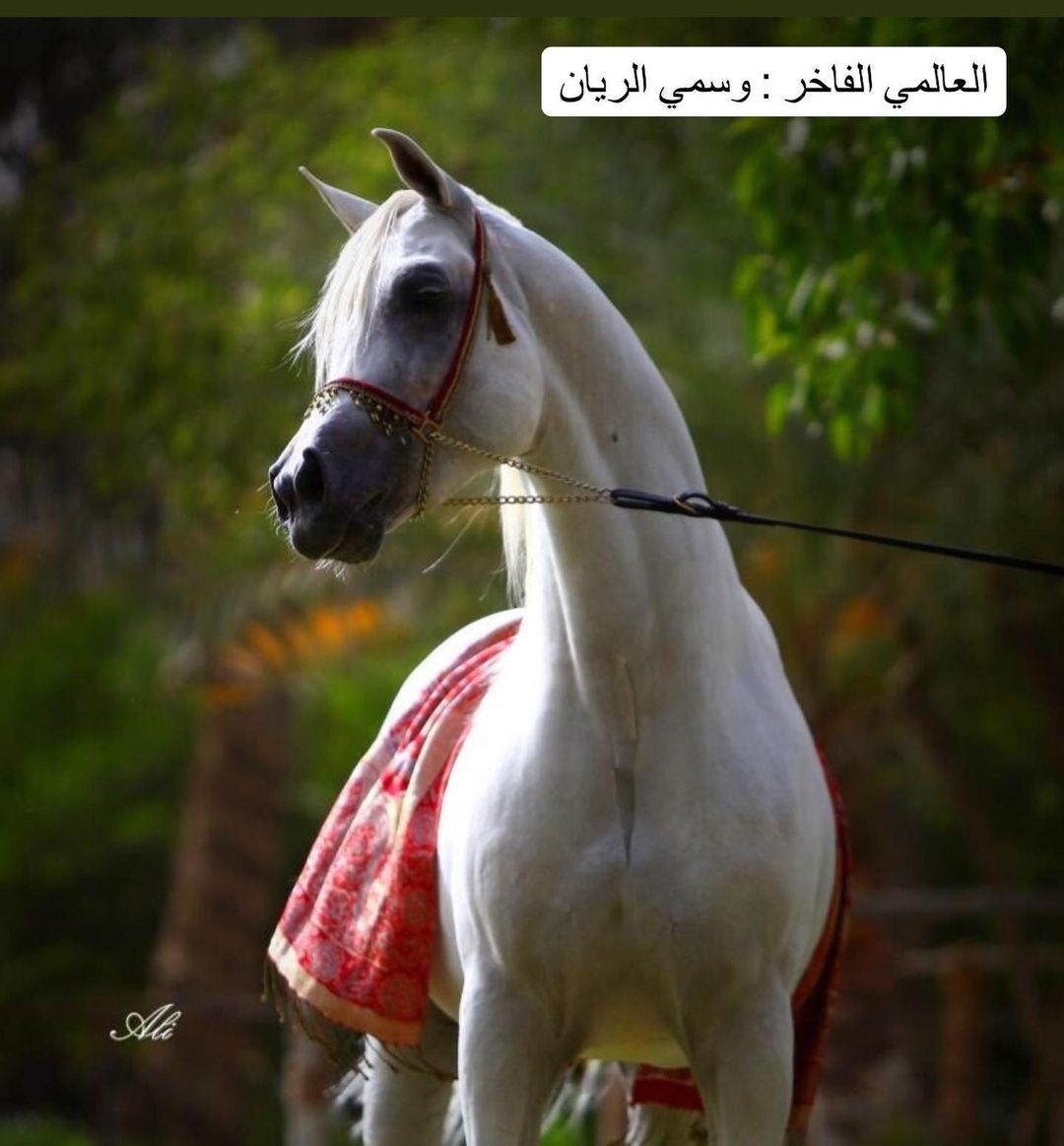 حمده اس – مهرة فاخرة – الرياض