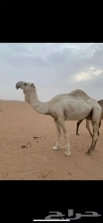 بعير طفاح عفيف