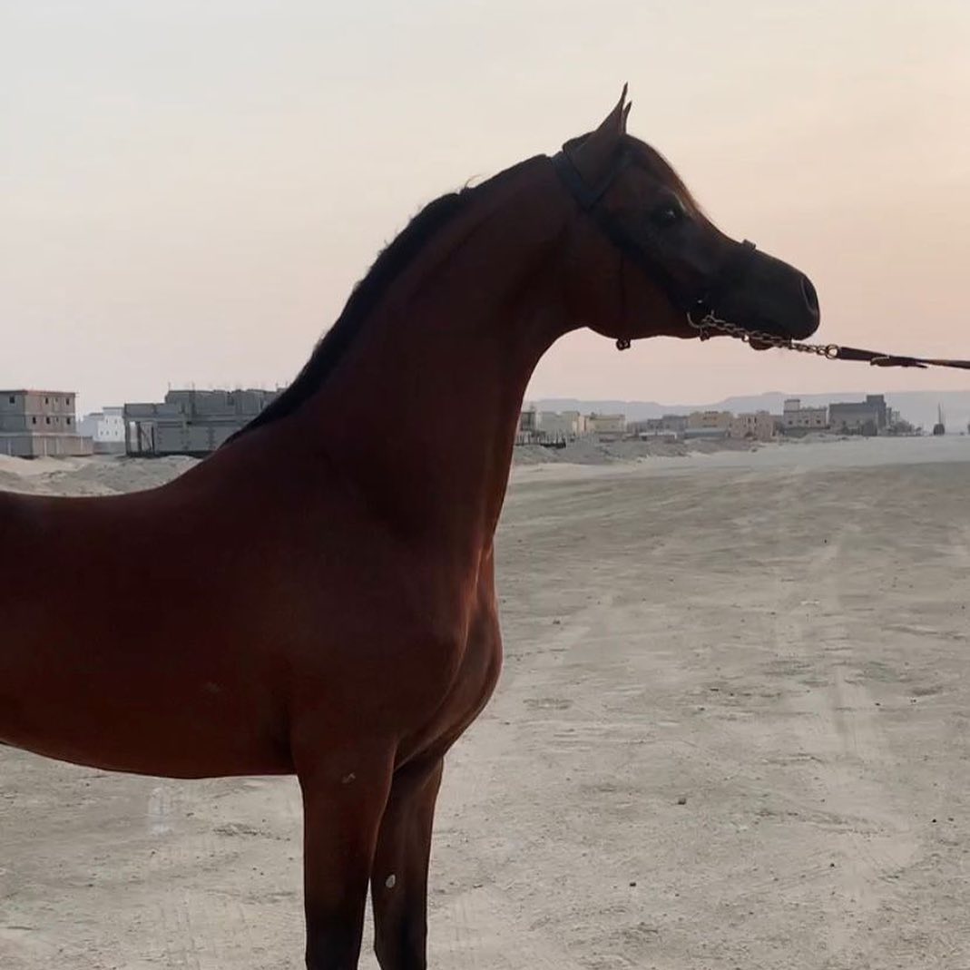 مهر ولد اليهاندرو ابن مروان الشقب